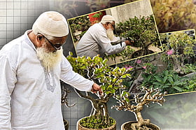 ৪০ বছর ধরে ৫০০ বনসাই গড়েছেন এই বৃক্ষপ্রেমী