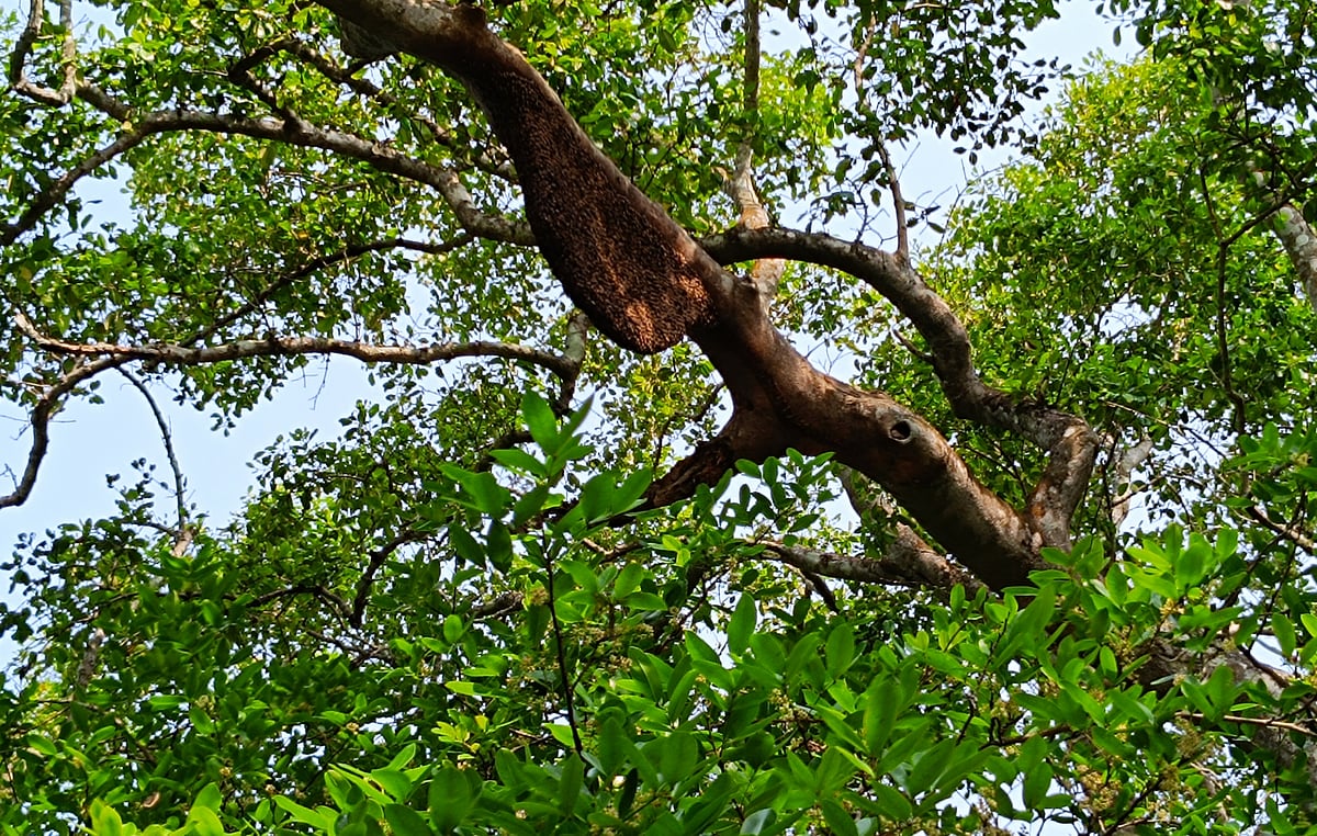 ফুলে ফুলে ছেয়েছে গাছ। আর এর ডালেই মৌচাক বেঁধেছে মৌমাছির দল। গতকাল বৃহস্পতিবার সুন্দরবনের শাকবাড়িয়া নদীতীরবর্তী বনাঞ্চল থেকে তোলা