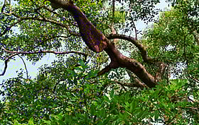 ফুলে ফুলে সেজেছে সুন্দরবন, মধু আহরণের অপেক্ষায় মৌয়ালেরা