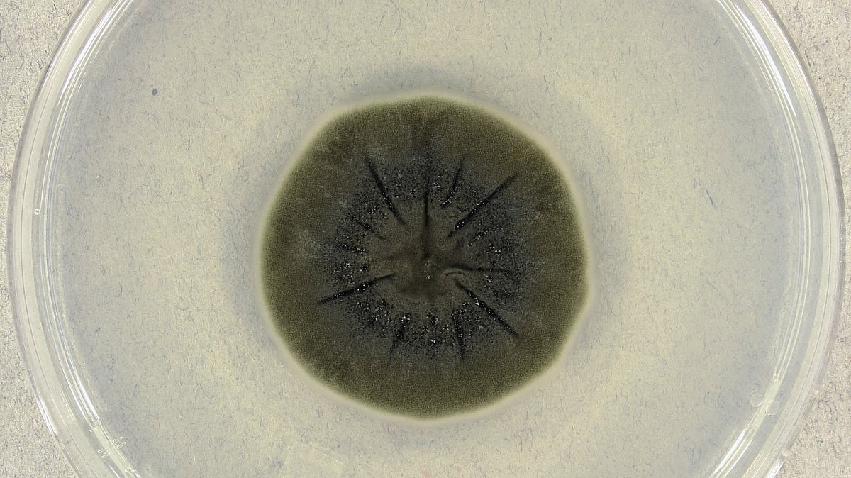 ক্ল্যাডোস্পোরিয়াম স্ফেরোস্পার্মাম ছত্রাক