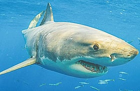 হাঙরের সংখ্যা কমে যাচ্ছে যে কারণে