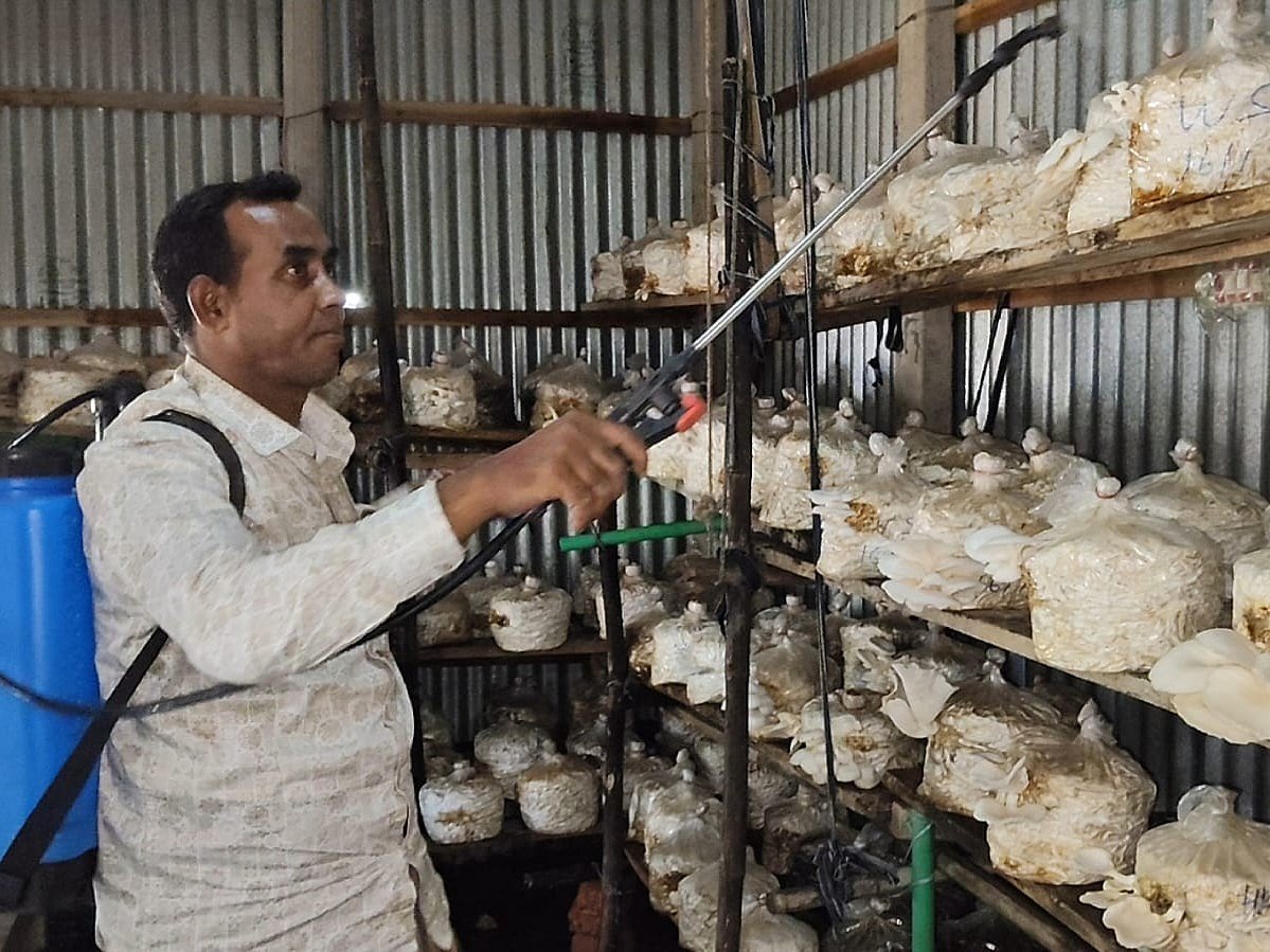 নিজ বাড়ির আঙিনায় তৈরি শেডে মাশরুমের পরিচর্যা করছেন আশরাফ উদ্দিন। সম্প্রতি ময়মনসিংহের ভালুকা উপজেলার বাটাজোর গিলাচালা গ্রামে