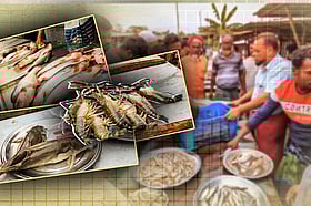 পদ্মার তীরে নদীর টাটকা মাছের বাজার