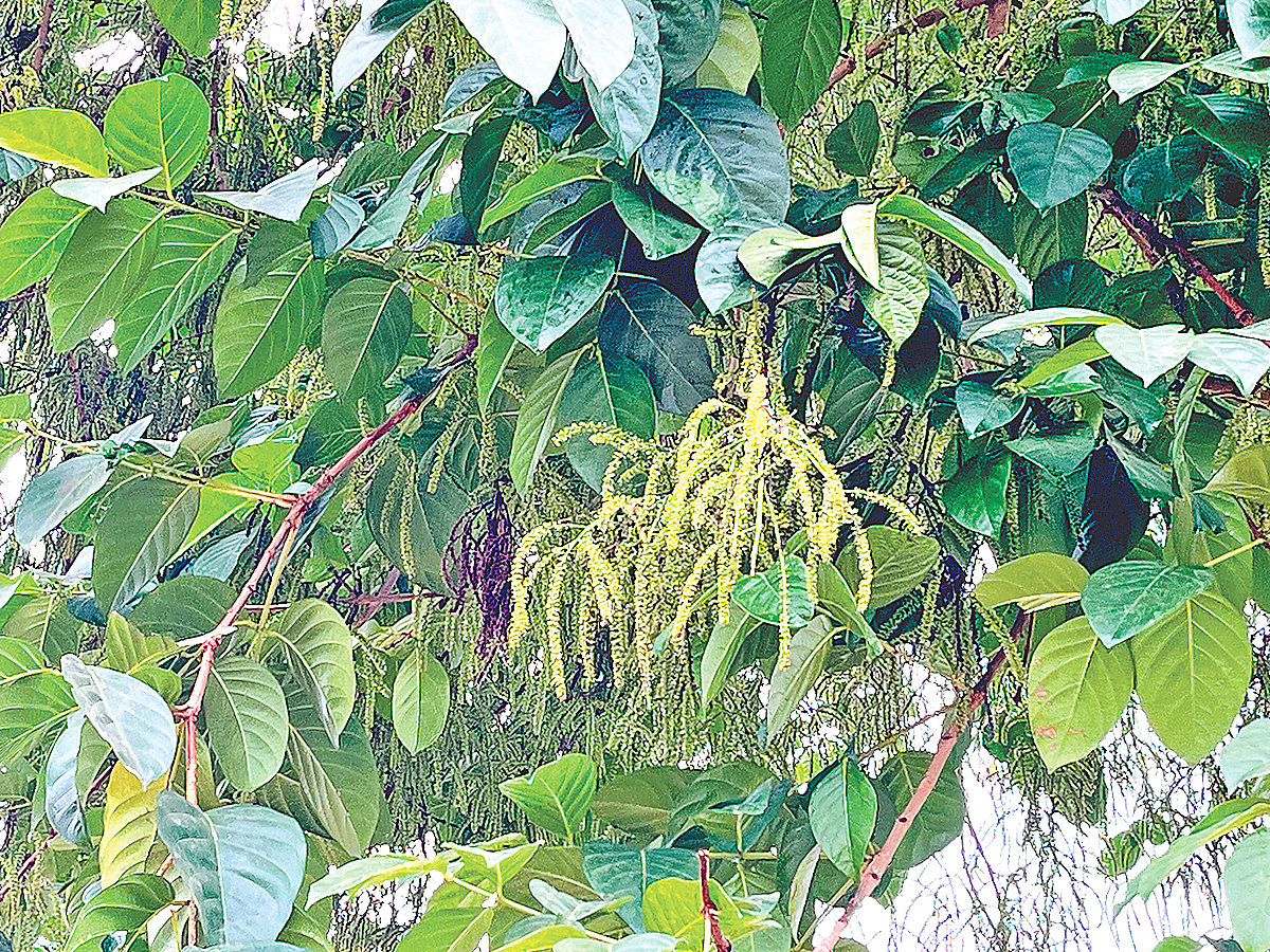 লামার পাহাড়ে ফুটেছে নিশাম্বা