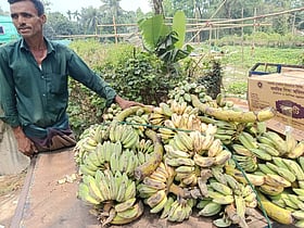 আনোয়ারায় স্কুল ফিডিংয়ে অনিয়ম, শিক্ষার্থীদের দেওয়া হলো পচা কলা