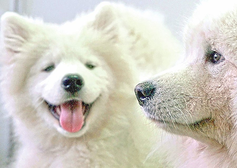 ভর্তি প্যাকেজে প্রাণীদের আচরণগত পরীক্ষা অন্তর্ভুক্ত