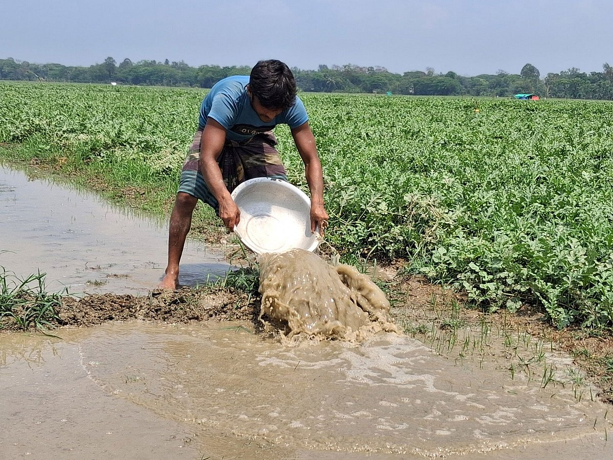 খেতে জমে থাকা বৃষ্টির পানি সেচে বের করে দিচ্ছেন এক কৃষক। আজ দুপুরে মিরসরাইয়ের মিঠানালা ইউনিয়নের পশ্চিমের চরে