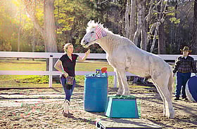 ৩ মিনিটে ঘোড়ার ৩৮ কসরত