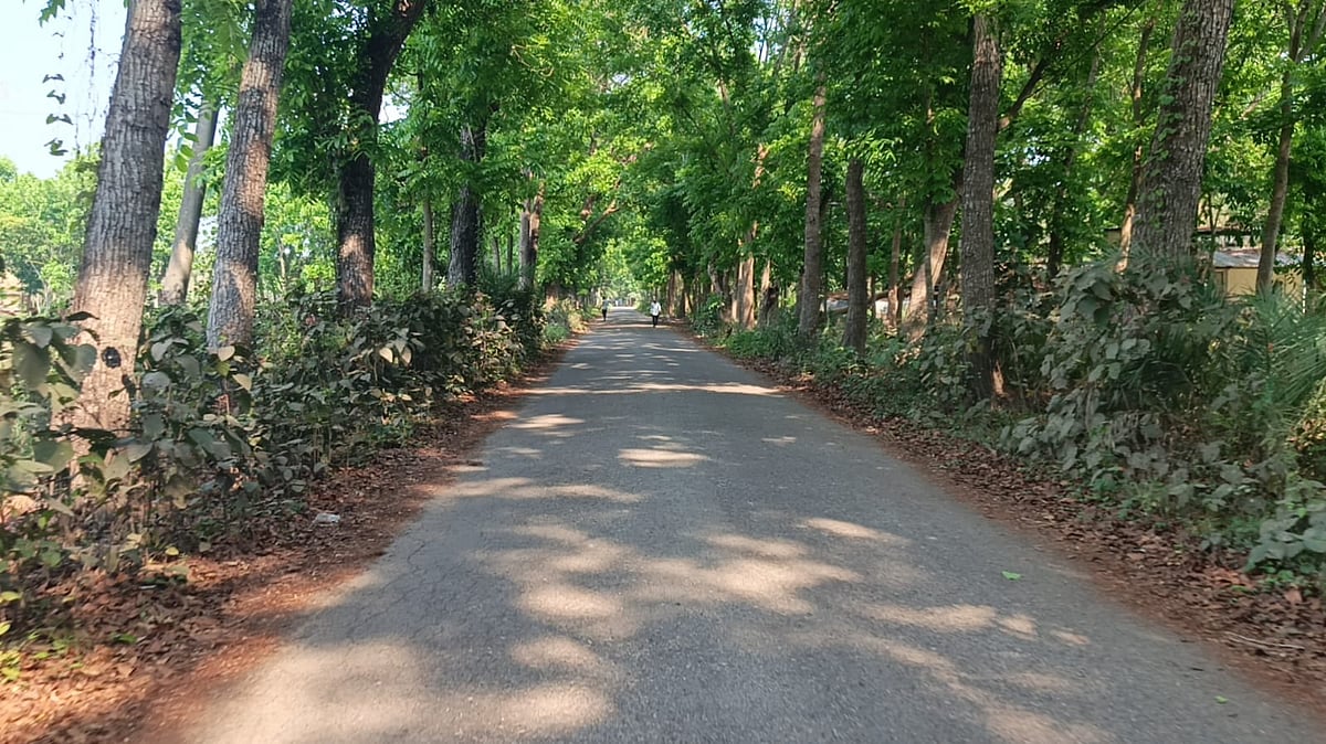 যশোরের অভয়নগর উপজেলার রাজঘাটে যশোর জুট ইন্ডাস্ট্রিজের (জেজেআই) গাছ বিক্রির জন্য দরপত্র আহ্বান কার্যক্রম সম্পন্ন করেছে পাটকল কর্তৃপক্ষ। বৃহস্পতিবার দুপুরে তোলা