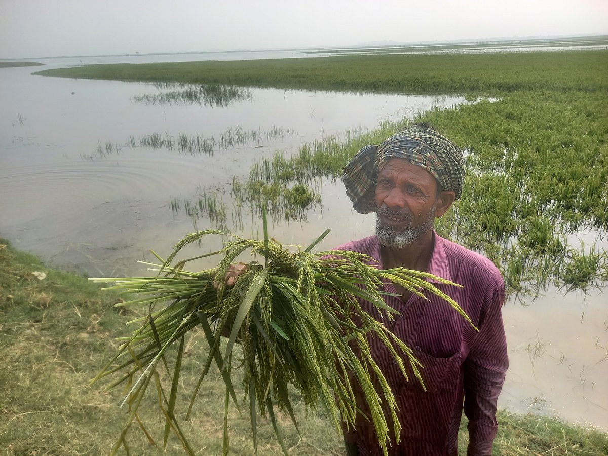 জলাবদ্ধ জমি থেকে তোলা কাঁচা ধানগাছ দেখাচ্ছেন কৃষক মুজিবুর রহমান। শুক্রবার দুপুরে সুনামগঞ্জ সদর উপজেলার দেখার হাওরে