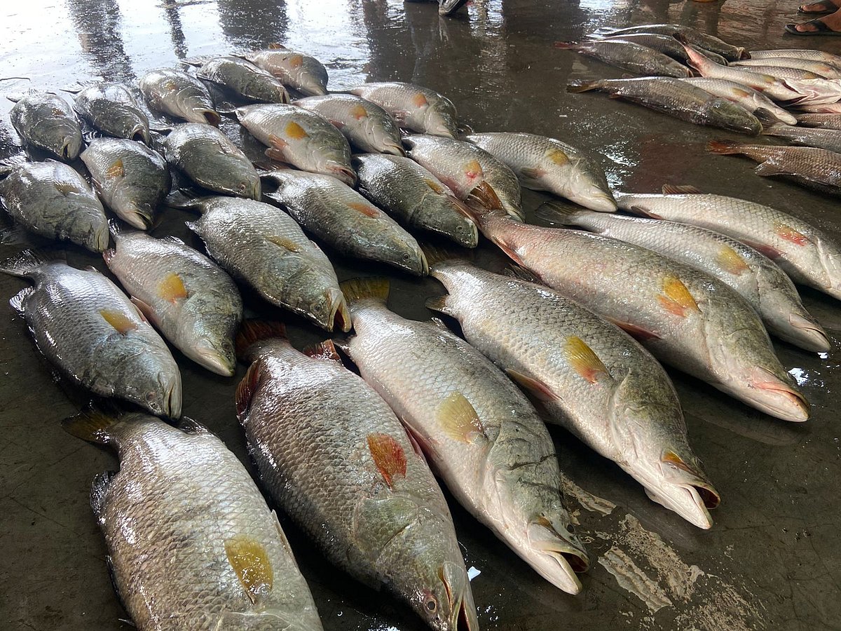 আজ শুক্রবার সকালে মাছগুলো মহিপুর মৎস্য বন্দরে নিয়ে আসেন ট্রলারের মাঝি আবদুল কাদের