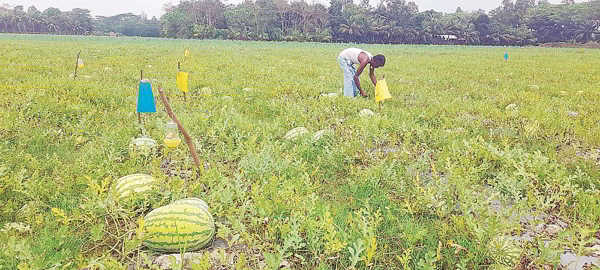 নোয়াখালীর সুবর্ণচরে মালচিং পদ্ধতিতে চাষ করা তরমুজ খেতজুড়ে পোকা দমনে বসানো হয়েছে হলুদ ও নীল রঙের আঠাযুক্ত প্লাস্টিক। গত মঙ্গলবার দুপুরে চর জুবলী ইউনিয়নের চর কচ্ছপিয়া এলাকায়