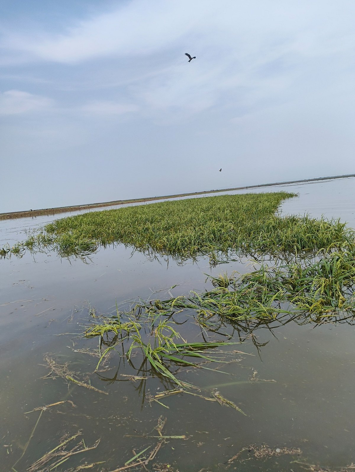 ভারী বৃষ্টি ও উজান থেকে আসা পাহাড়ি ঢলের পানিতে হাকালুকি হাওরের আধা পাকা বোরো ধান তলিয়ে গেছে। আজ শনিবার দুপুরে মৌলভীবাজারের কুলাউড়া উপজেলার হাকালুকি হাওরের উগলা বিলে
