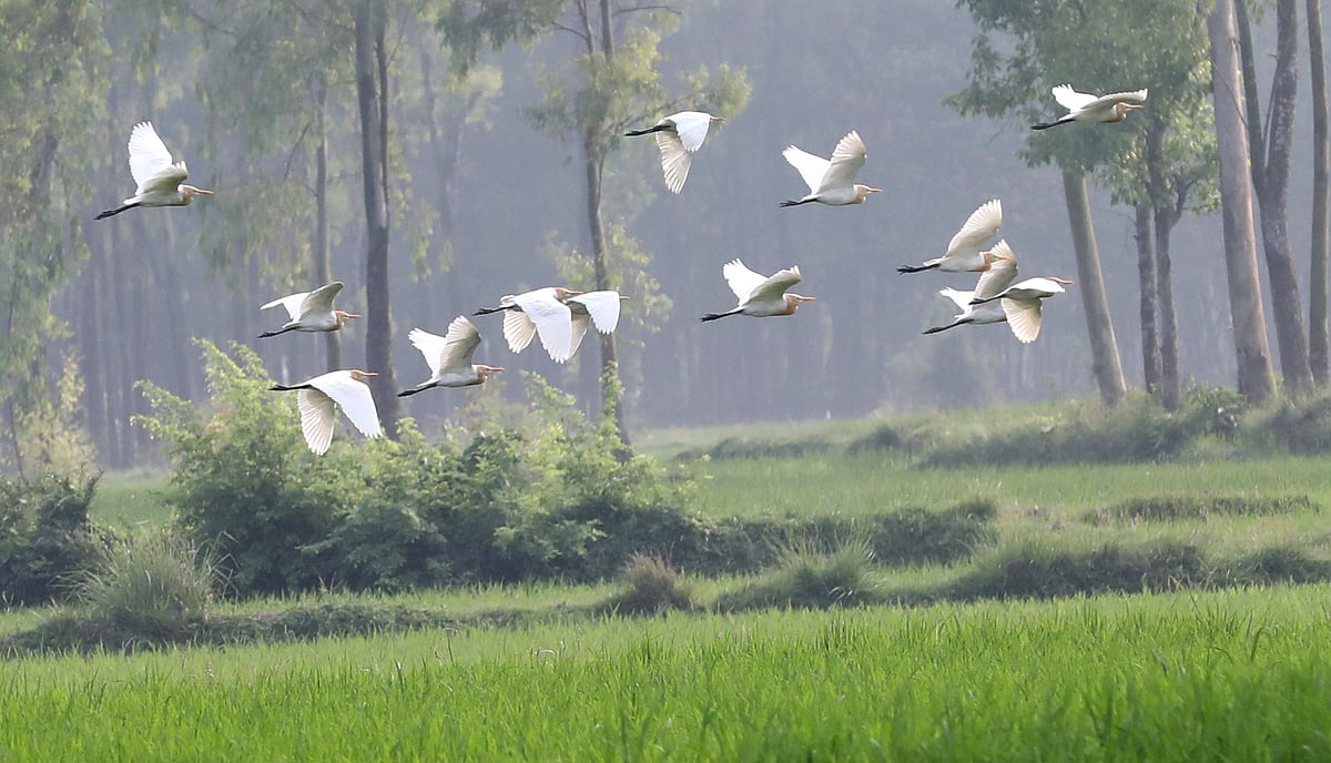সবুজ খেতে শুভ্র বক