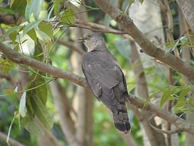 বনের পাপিয়া কেন চোখ গেল বলে ডাকে
