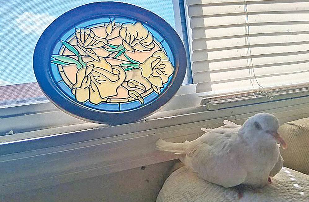 সুগার সবচেয়ে বেশি বয়সী ঘুঘু