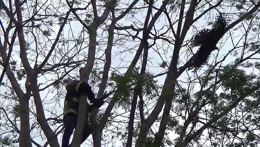 উঁচু গাছের ডালে আটকে পড়া একটি চিলকে মুক্ত করছেন ফায়ার সার্ভিসের কর্মী। আজ সোমবার দুপুরে সুনামগঞ্জ শহরের মুক্তিযোদ্ধা জগৎজ্যোতি পাবলিক লাইব্রেরি প্রাঙ্গণে