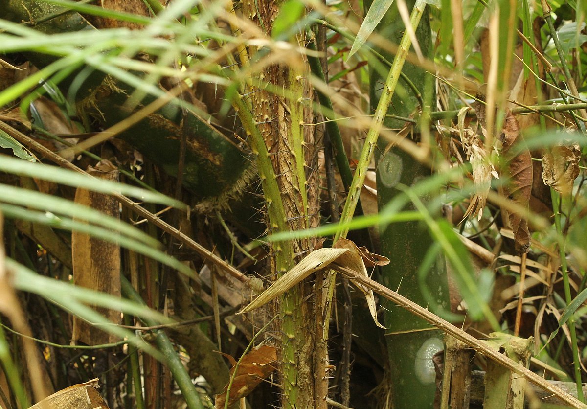 বেগেনাছড়ির বনে ভেষজ গাছ