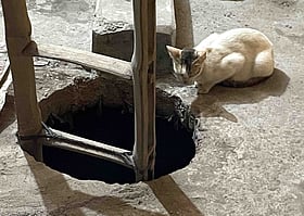 পরিত্যক্ত ট্যাংকিতে পড়ে ছিল ৩ বিড়ালছানা, তিন দিন পর ফিরল মায়ের কাছে