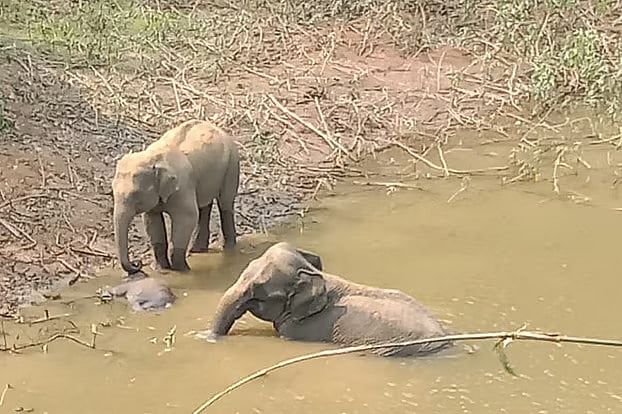 ডোবায় পড়ে থাকা শাবকের মৃতদেহের পাশে দুটি হাতি। বান্দরবানের নাইক্ষ্যংছড়ির সোনাইছড়ি ইউনিয়নের বটতলা মুসলিমপাড়ায়