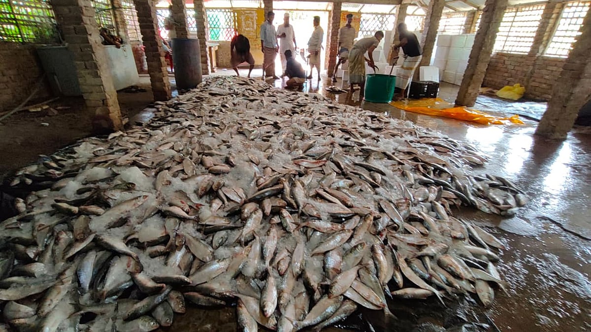 টেকনাফের জালিয়াপাড়ার বাসিন্দা আবুল কালামের ট্রলারের জালে ধরা পড়া ইলিশ। গতকাল বিকেলে