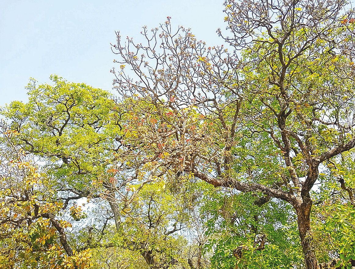 এই মহুয়াবাগানে গাছ রয়েছে ১১টি। রাজশাহীর তানোর উপজেলার কলমা ইউনিয়নের দরগাডাঙ্গা গ্রামে