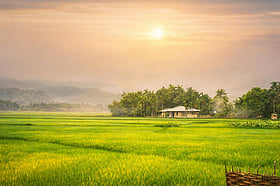 পাহাড়ে পিচঢালা সড়কের দুই পাশে সবুজ ধানখেত, টানছে পর্যটক