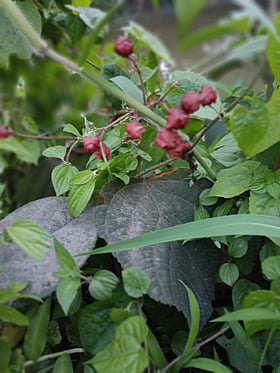 আড়াইহাজার ও সোনারগাঁয়ের ঘেঁটু ফলের লাল মায়া