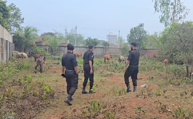 নারায়ণগঞ্জের রূপগঞ্জের পূর্বাচল উপশহরের ১০ নম্বর সেক্টরে গত ২৭ মার্চ অভিযান চালিয়ে ১২টি জবাই করা ঘোড়া এবং ২৫টি জীবিত ঘোড়া উদ্ধার করে র‍্যাব ও পুলিশ
