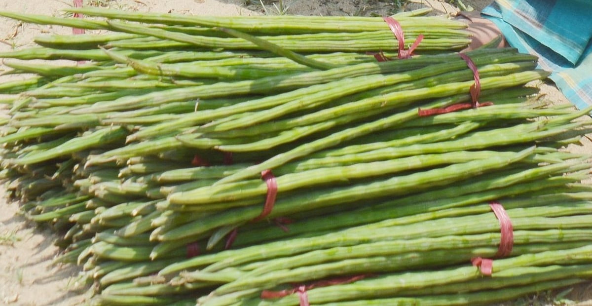 লাজনার তুলনায় শজনে কিছুটা বড় আকারের হয়ে থাকে
