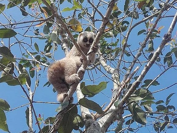 পিটাছড়ার লজ্জাবতী বানর