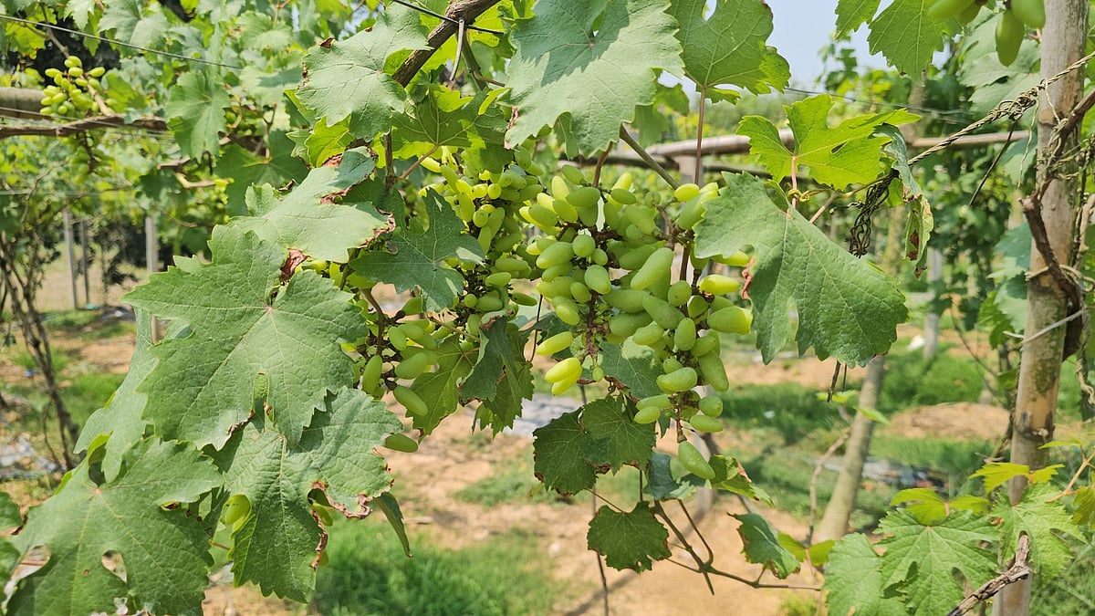 থোকায় থোকায় ঝুলে আছে আঙুর। বুধবার দুপুরে গাজীপুর মহানগরীর বিপ্রবর্থা গ্রামে