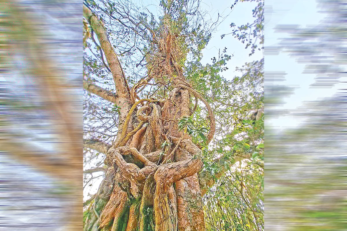 বট-পাকুড়ের গাছ জড়িয়ে চূড়ায় উঠে গেছে শতবর্ষী মাধবীলতা। রংপুরের মাহিগঞ্জে