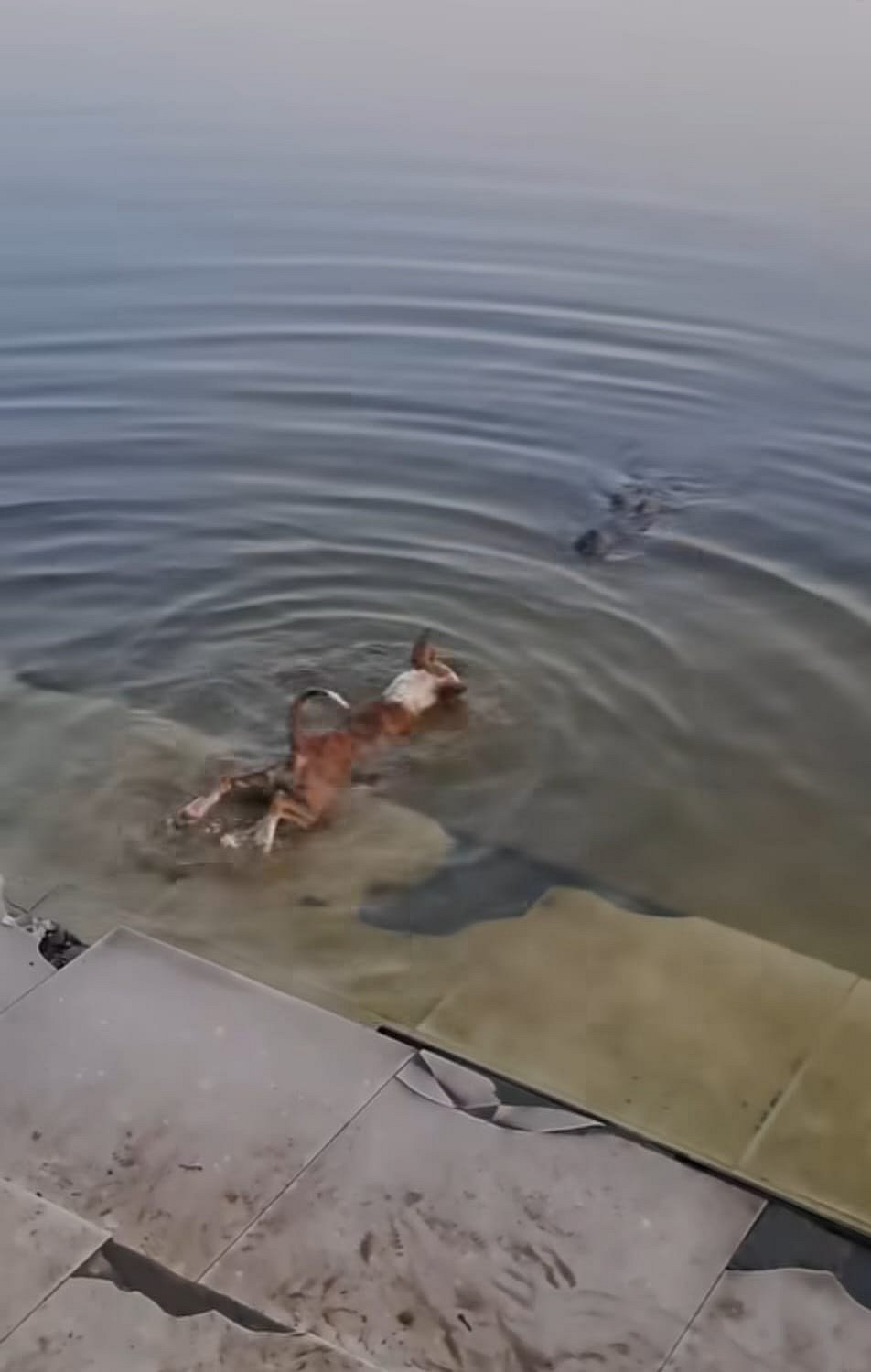 কুকুরের দিয়ে এগিয়ে আসছে কুমির। এরপরই কুকুরটিকে ধরে নিয়ে যায় কুমির