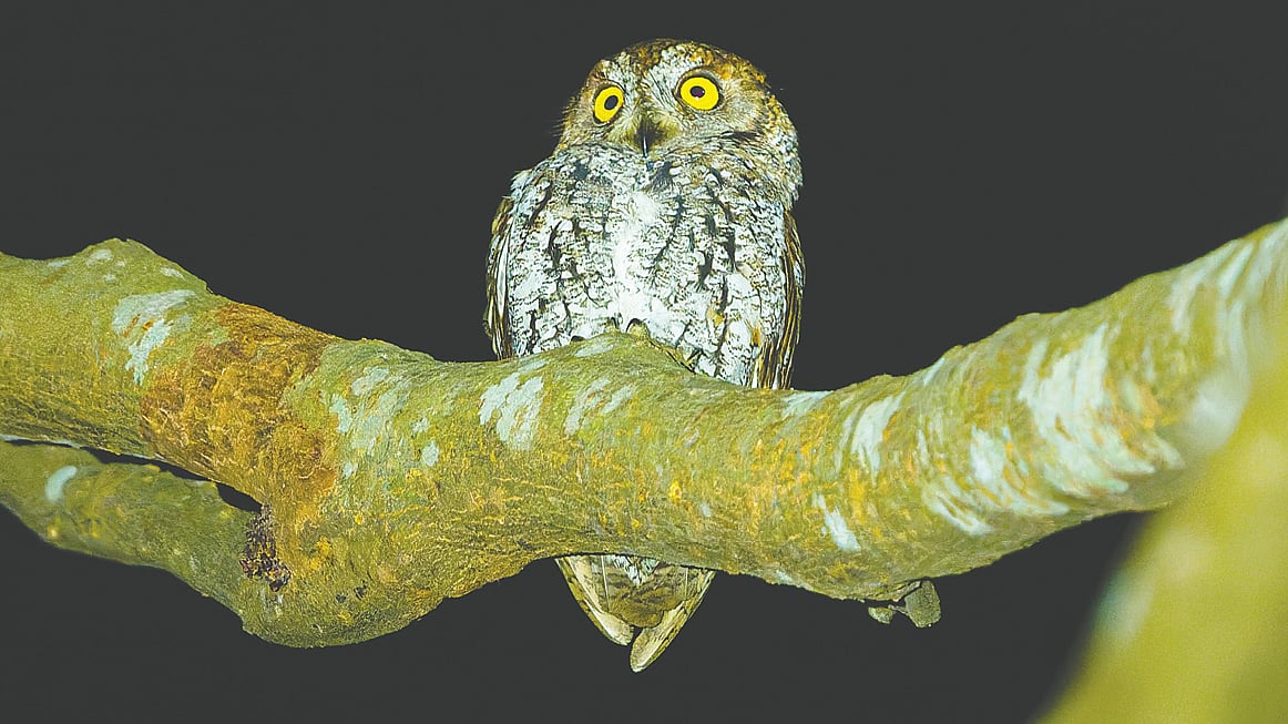 ছোট নিমপোখের গল্প