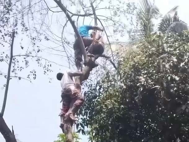 দুই ডালের মধ্যবর্তী স্থানে বসা অবস্থায় হঠাৎ সংজ্ঞা হারান হযরত আলী। পরে সেখান থেকে তাঁকে নামান ফায়ার সার্ভিসের সদস্যরা। আজ শনিবার সকালে জামালপুরের মেলান্দহ উপজেলার বীর হাতিজা গ্রামে