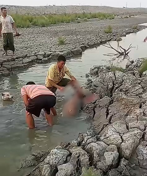 চট্টগ্রামের মিরসরাইয়ে একটি হরিণকে হত্যা করা হচ্ছে