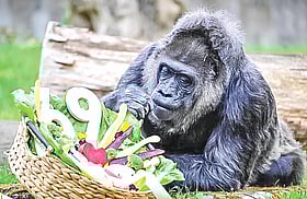 বিশ্বের সবচেয়ে বেশি বয়সী গরিলার জন্মদিন উদ্‌যাপন