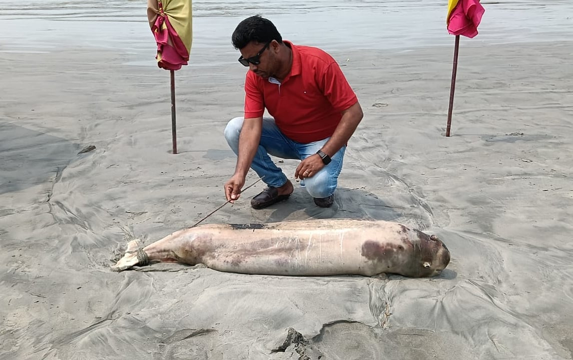 সমুদ্রসৈকতের জিরো পয়েন্টের পশ্চিম পাশে একটি মৃত ডলফিন ভেসে এসেছে। আজ বৃহস্পতিবার