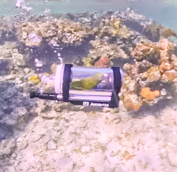 স্টিভেনের পোষা টিয়া পানির নিচে ঘুরে বেড়াচ্ছে