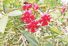 দেশে নবীন দুই ফুল