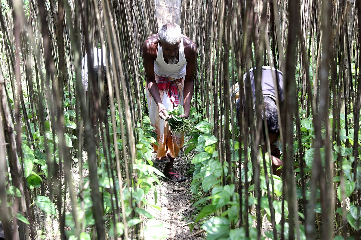 বগুড়ায় পানের বরজ