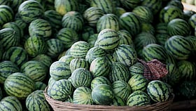 ভালো তরমুজ চেনার উপায়