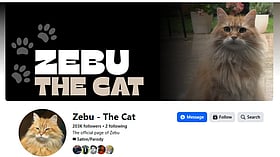 সামাজিক যোগাযোগমাধ্যমে ভিন্নধর্মী তারকা বিড়াল জেবু