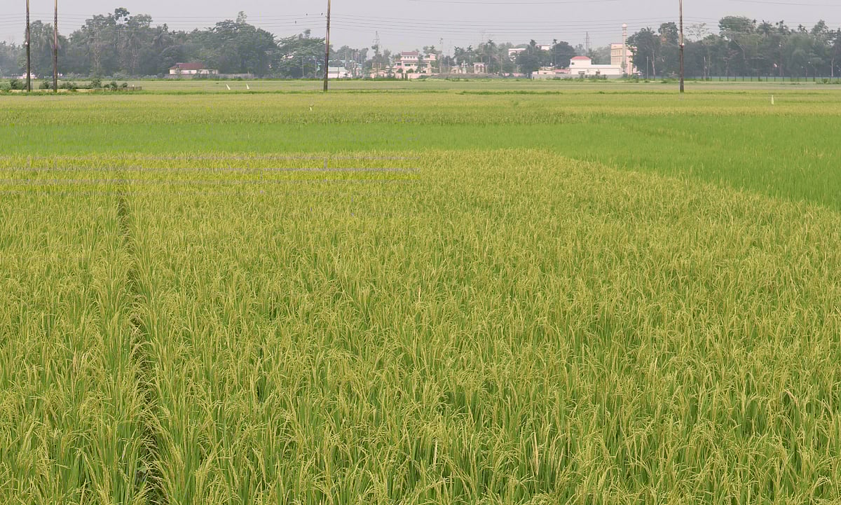 সবুজ ধানখেতের মাঝে একেকটি বাড়ি বা গ্রামকে দ্বীপ মনে হয়। শুক্রবার সকালে মৌলভীবাজার সদর উপজেলার উত্তরমুলাইম গ্রামে