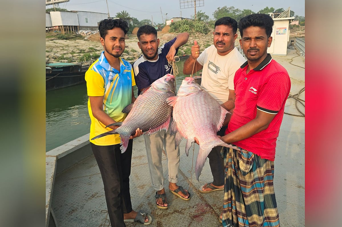 কাতলা মাছ দুটি বিক্রি হয় ৯৫ হাজার ৪১৫ টাকায়। আজ শুক্রবার সকালে রাজবাড়ীর দৌলতদিয়ার ৫ নম্বর ফেরিঘাট এলাকায়