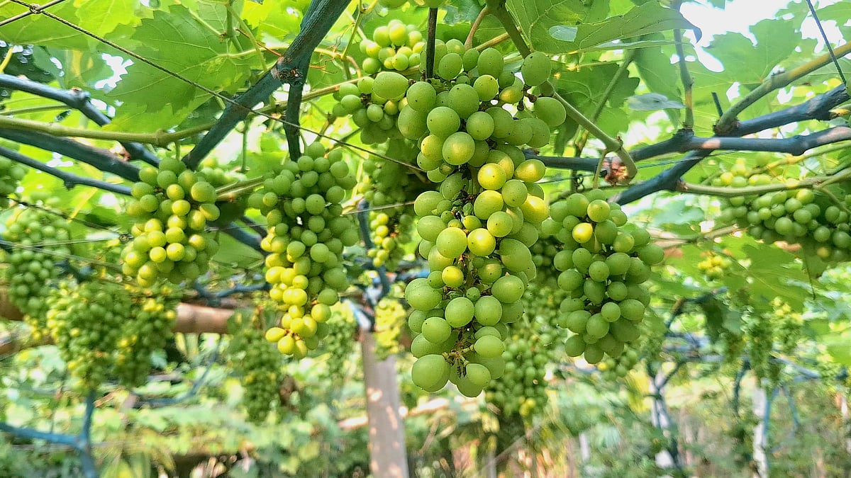 ঠাকুরগাঁওয়ের পীরগঞ্জ উপজেলার ঝলঝলি বসন্তপুর গ্রামের উদ্যোক্তা আবুল কালাম আজাদের বাগানে থোকায় থোকায় ঝুলে আছে আঙুর