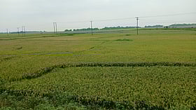 নেত্রকোনার হাওরে বোরো ধানে কৃষকের স্বস্তি, আছে শঙ্কাও