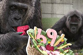 চিড়িয়াখানার ভেতরেই বিশ্বের সবচেয়ে বয়সী গরিলার জন্মদিন উদ্‌যাপন