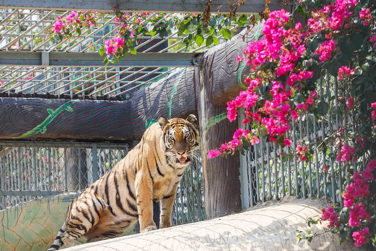 গরমে বাঘের দিনযাপন